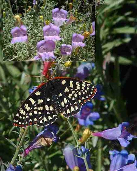 Penstemon heterophyllus australis, Foothill Penstemon, attracts Checkerspot butterflies, and so creates a living garden painting. - grid24_12