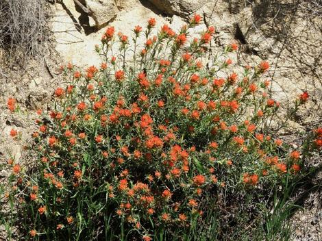 Castilleja foliolosa, Woolly Indian Paintbrush as a perennial - grid24_12