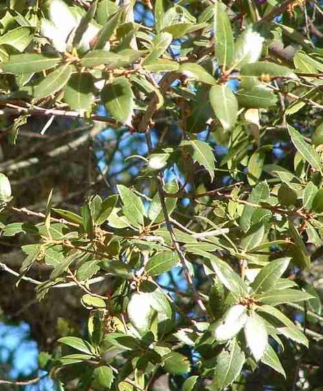 Quercus wislizenii Interior Live Oak leaves can be entire or have some spines. This tree is native to the higher elevations of the coast ranges and much of the Sierras. - grid24_12