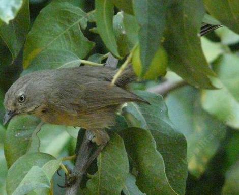 Wrentit in Catalina Cherry. - grid24_12