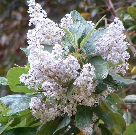 Ceanothus  arboreus,  Owlwood's Blue Mountain Lilac can have large flower clusters. - grid24_12