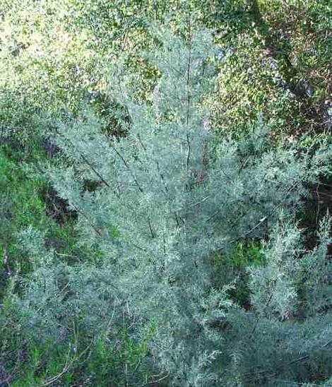 Cupressus nevadensis, Piute Cypress could be used as a gray hedge. - grid24_12