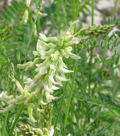 Astragalus nuttallii, Nuttall's Milkvetch flower - grid24_12