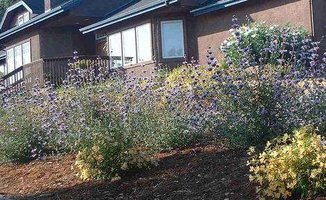 Salvia Pozo Blue and Diplacus Ramona in beach sand. - grid24_12