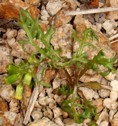 Groundsel, Senecio vulgaris - grid24_12