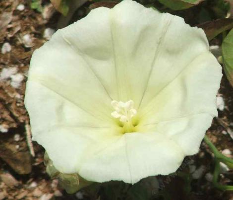 Hillside false bindweed grows in some of the grasslands around San luis Obispo.  - grid24_12