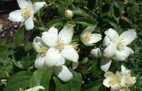 Philadelphus lewisii, Wild Mock Orange flowers are fragrant - grid24_12