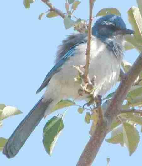 A Blue jay in a apple tree - grid24_12