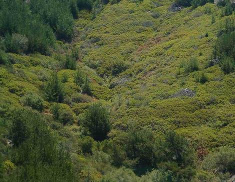 Arctostaphylos crustacea subsp. eastwoodiana, Harris Grade manzanita, in its natural habitat of chaparral, in the California coastal zone.  Vaccinium ovatum is also present here along with Pinus muricata. Here it is making a square mile of mounding ground cover about 2 ft. high. It would be lovely if someone would give us money to do this. - grid24_12