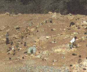 planting native plants next to rocks back in the early 1990's - grid24_12