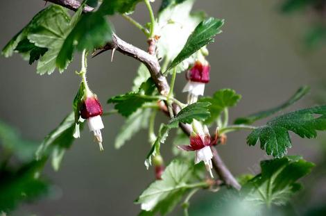 Ribes menziesii, Canyon Gooseberry, with its distinctive purple-red-white flowers and lobed leaves.  - grid24_12