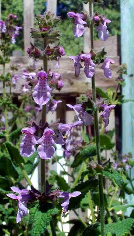 Stachys bullata, Hedge Nettle plant likes moist sun or part shade. - grid24_12