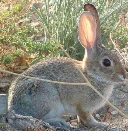 Desert Cottontail bunny rabbit, in the garden, where else? - grid24_12