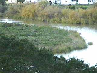 A riparian area in Pismo Beach - grid24_12