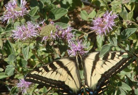 The Pale Swallowtail butterfly loves Monardella villosa, Coyote Mint.  - grid24_12