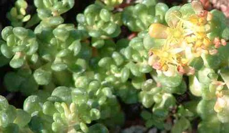 Sedum oreganum, Green Stonecrop with yellow flowers - grid24_12