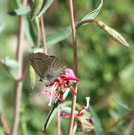 Clarkia, Garland Flower, Mountain Garland, Clarkia unguiculata with Hairstreak Butterfly - grid24_12