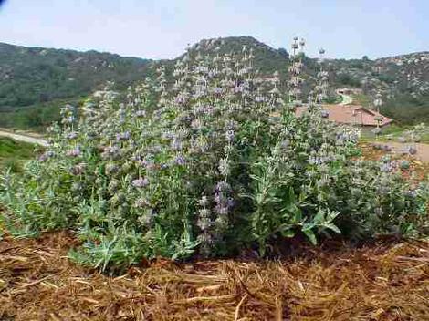 Salvia leucophylla Pt. Sal is a rather low purple sage that has pinkish purple flowers. This was in a San Diego area garden. - grid24_12