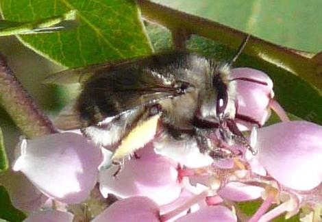 Anthophora species, Digger bee on an Arctostaphylos flower - grid24_12