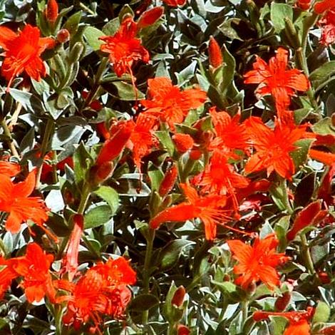 Zauschneria septentrionalis, Mattole River has showy flowers. AKA Epilobium septentrionale, Epilobium canum ssp. septentrionale  - grid24_12