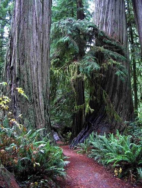 A path through a coastal forest of Redwood trees. Native ferns flank the path. - grid24_12