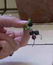 the currants of Golden Currant, Ribes aureum gracillimum. This taste like a tart grape  - grid24_12