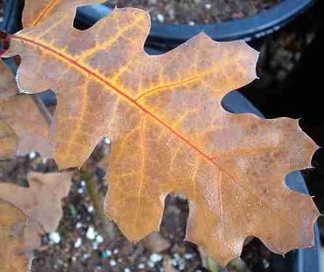 Quercus kelloggii leaf - grid24_12