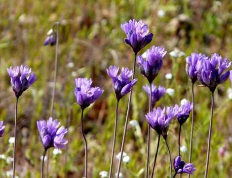 Brodiaea pulchella, or Dichelostemma capitatum,  Wild Hyacinth, flowers in very early spring, and so provides nectar for pollinators, when not much else is flowering.  - grid24_12