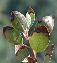 Salt burn from planting a plant not tolerant of high pH soil - grid24_12