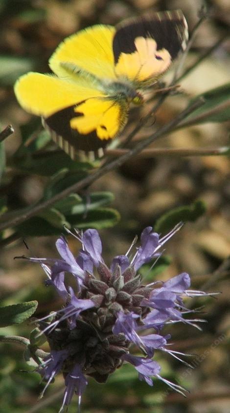 Dogface Butterfly landing on a Salvia Pozo Blue, with his wings open. - grid24_12