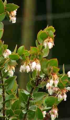 Flowers of Pecho manzanita, Arctostaphylos pechoensis. - grid24_12