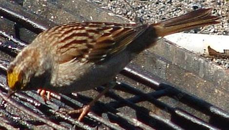 A golden crowned sparrow looking for leftovers on the grill showing crown. - grid24_12