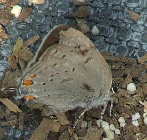 California hairstreak from above on weed mat - grid24_12