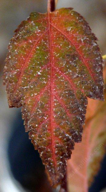 Malus fusca, Western Crabapple fall color - grid24_12