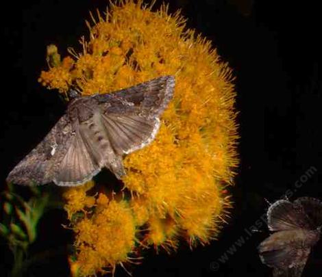 Ericameria arborescens, Golden Fleece after dark - grid24_12