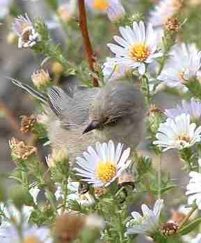 This little bushtit landed on the Aster flowers and so intent of looking for aphids that  he didn't even notice me, 3 feet away. A native plant makes a home for a native animal. - grid24_12