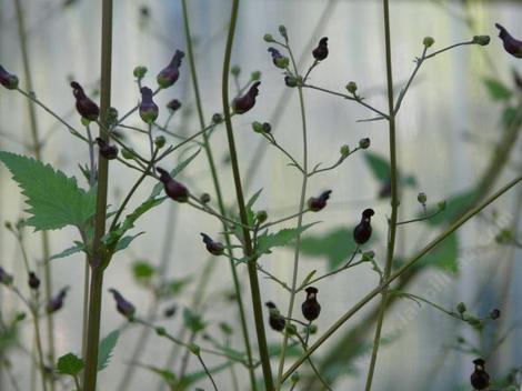 Scrophularia atrata, Bumble Bee Plant, or Black Figwort - grid24_12
