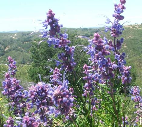 Trichostema lanatum, Woolly Blue Curls in it's native habitat. This native plant is very large and showy. - grid24_12