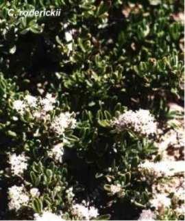 An old picture of Ceanothus roderickii - grid24_12