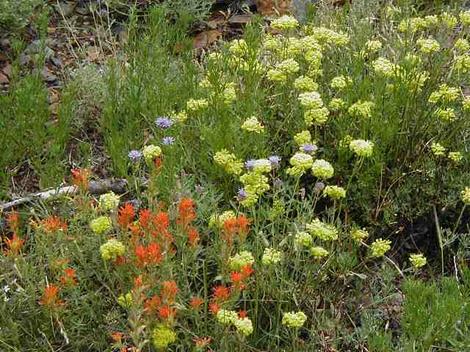 A alpine plant community with a Monardella, Sulfur buckwheat and Castilleja. - grid24_12