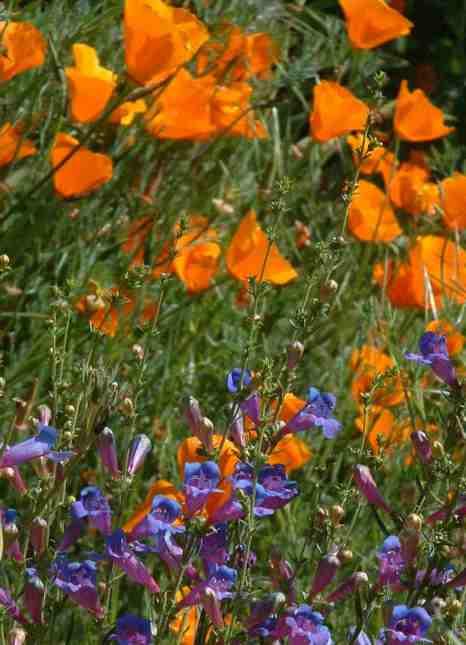 Penstemon Margarita BOP mixed with California Poppy - grid24_12