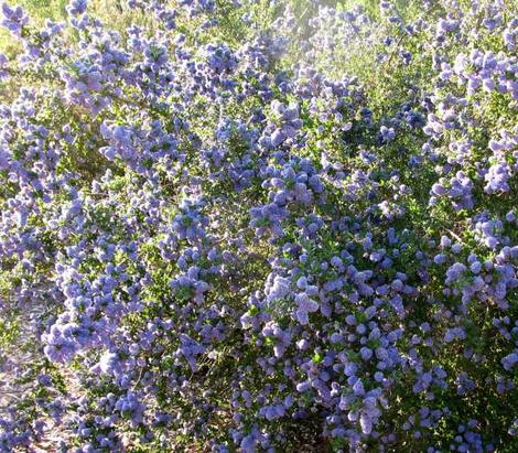 This California Lilac grows between Arroyo Grande and Santa Maria - grid24_12