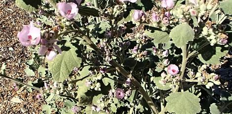 This is a very old photo of Malacothamnus davidsonii, Davidson's Bush Mallow, from southern California. - grid24_12