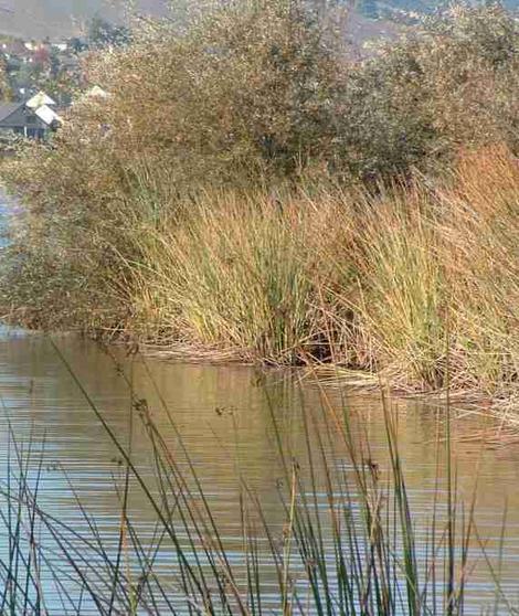 Rushes, Willows and Scripus next to lake. Again if you can't dig down to shallow water, riparian species can't either. - grid24_12