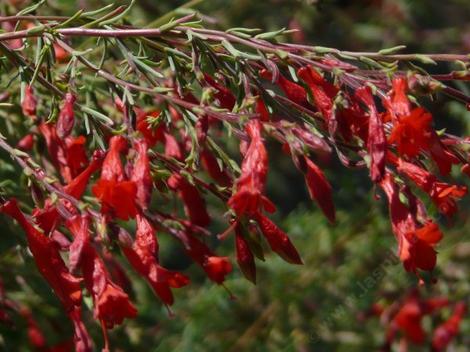 Zauschneria cana, (Epilobium canum) 'Hollywood Flame' California fuchsia used to grow native on rocky out croppings around Los Angeles, Malibu, Pasadena and greater LA. - grid24_12