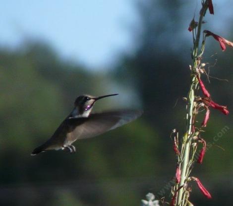 Penstemon centranthifolius, Scarlet Bugler,  was "born to be wild" with hummingbirds ( here with Costa's Hummingbird).  - grid24_12
