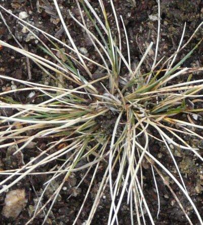 Stipa comata Needle and thread grass - grid24_12