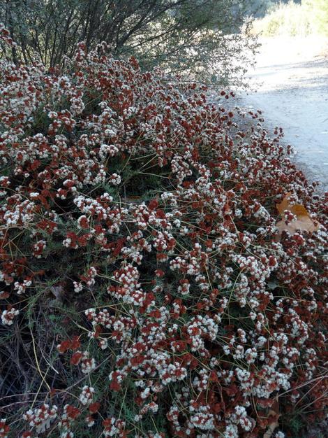 California Buckwheat, Eriogonum fasciculatum foliolosum, showing fall color.  - grid24_12