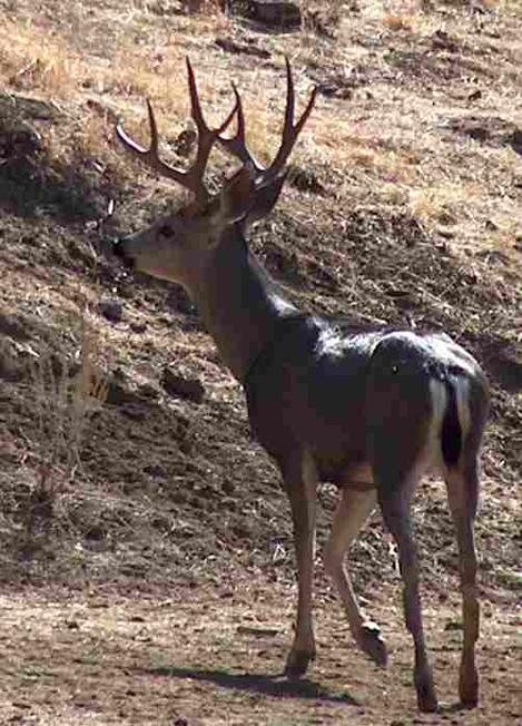 A buck, male deer  - grid24_12