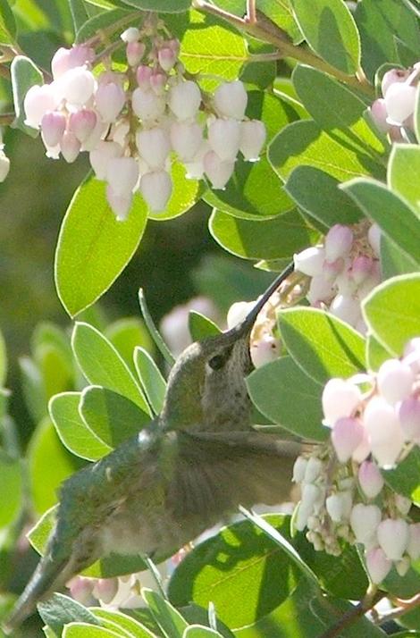 Anna Hummingbird working the flowers of mama bear manzanita - grid24_12